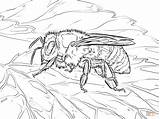 Coloring Honey Bee Pages Western Bees Printable Supercoloring Drawing Dot sketch template