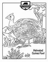 Fowl Guinea Coloring Helmeted sketch template