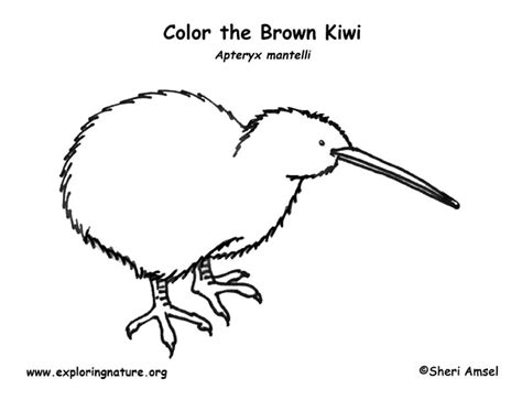 kiwi bird coloring pages printable coloring pages
