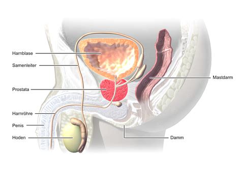 illustration anatomie maennlicher unterleib medicalgraphics