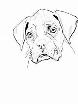 Boxer Coloring Pages Puppy Drawing Getdrawings Boxing sketch template