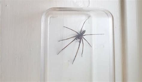 Sex Starved Spiders So Big They Can Set Off Alarms Are Invading Our