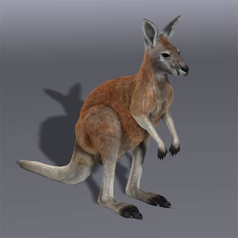 kangaroo red shave  model