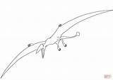 Coloring Pterodactyl Dinosaur Pages Dinosaurs Color Printable Drawing Print sketch template