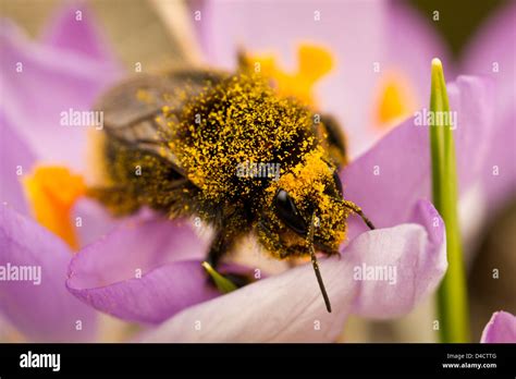 bumble bee covered  pollen   crocus stock photo alamy