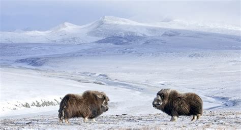 arctic odysseys science  sea bears  musk oxen