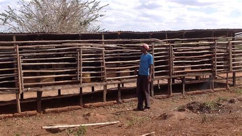 Dairy Goats Project In Kitui Kenya Youtube