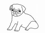 Pug Draw Outline Sketch Puppies Coloring Drawing Drawings Choose Board sketch template