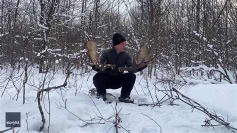 man captures rare moment  moose sheds antlers  forest
