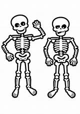 Esqueleto Skelett Colorir Dibujo Halloween Skeletons Squelette Skelet Coloringhome Getcolorings Scheletro Kleurplaten Bones Esqueletos Desenhos Humain Malvorlagen sketch template
