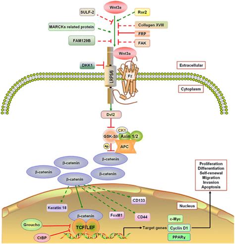 the canonical wnt3a pathway sulf 2 sulfatase 2 ror2 an orphan