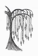 Tree Willow Dangles Zentangle Doodle Sandy Choose Board Drawings Rosenvinge Patterns Simple sketch template