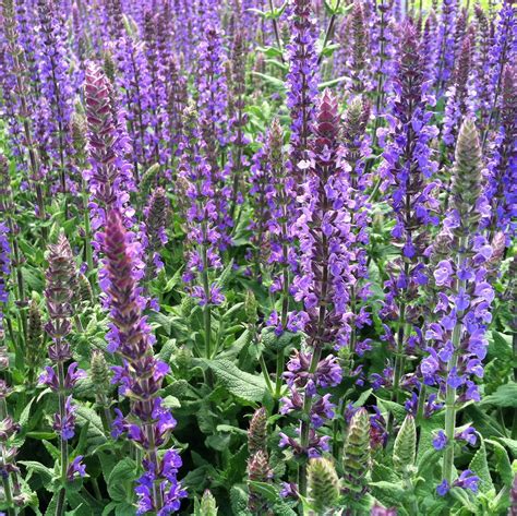 salvia  superba dwarf blue queen meadow sage  pot