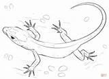 Lizard Coloring Pages Drawing Skink Draw Gecko Realistic Lizards Printable Step Reptiles Frilled Drawings Una Tutorials Horned Getdrawings Small Getcolorings sketch template