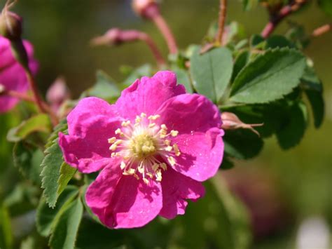 haengefrucht rose alpen heckenrose rosa pendulina baumschule horstmann