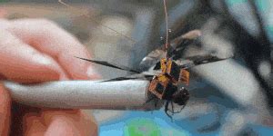 cia created  robot dragonfly spy      works