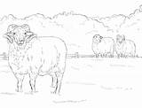 Sheep Coloring Island Hog Pages Categories sketch template