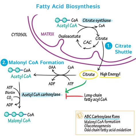 biochemistry glossary fatty acid biosynthesis draw