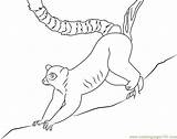 Lemur Coloring Ring Coloringpages101 Pages sketch template