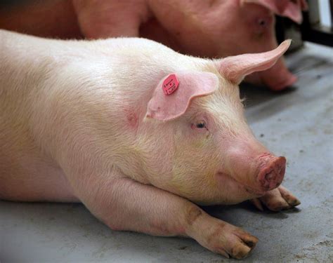 animals pigprofilelatest newsphotos