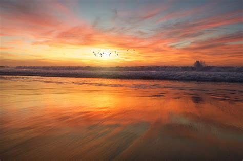 birds flying  beach  wallpaperhd birds wallpapersk wallpapersimagesbackgroundsphotos