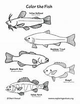Coloring Trout Pages Fish Brook Rainbow Tropical Freshwater Bass Color Getcolorings Getdrawings Printable Colorings sketch template