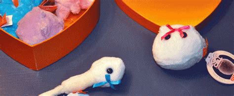sperm meets egg for valentine s day