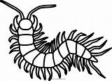 Centipede Millipede Ciempies sketch template