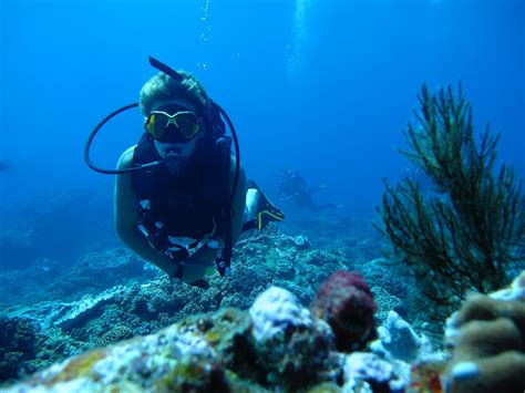 amoray diving sodwana all you need to know before you go