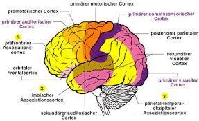 bildergebnis fuer limbisches system limbisches system anatomie und
