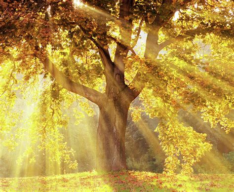 sun rays shining   tree   kerrick