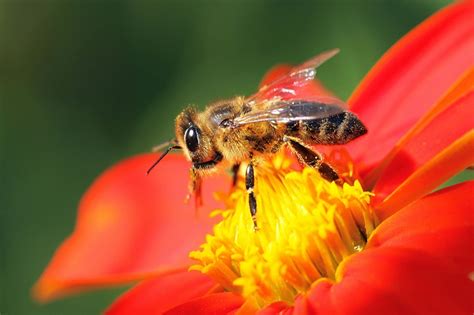 beautiful bees educational resources  learning life science