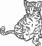 Drawing Coloring Pages Cat Wild Wildcat Getdrawings sketch template