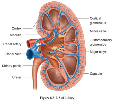 structure  kidney