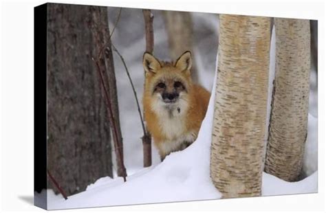 Red Fox Looking Out From Behind Trees In A Snowy Forest Montana