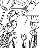 Coloring Field Sunshine Tulips Pages Beautiful Tulip Colouring Flower Flowers Kids Color Book Printable Adult Print Getcolorings sketch template