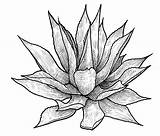 Agave Engraving Yucca Cactus Agaves Sketch Digitalized Illustrationer Vectorified Mest Växt Bra Linje Vektor Gravyr Konst Teckning sketch template