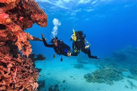 conservation destinations  pick bonaire curacao  scuba diving