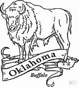 Coloring Oklahoma Buffalo Pages Printable Drawing Kids Printables Bills Water State Crafts Cape Sheets Supercoloring Getcolorings Getdrawings History Colorings Paper sketch template