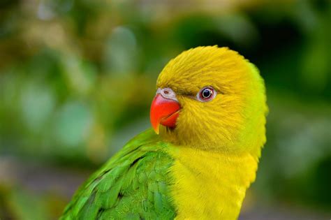 birds parrot beak animals wallpapers hd desktop  mobile backgrounds