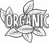 Organic Includes Foods sketch template