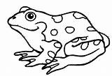 Coloring Amphibian Pages Amphibians Drawing Color Printable Print Nice Clipartmag Getdrawings Related Template Getcolorings sketch template