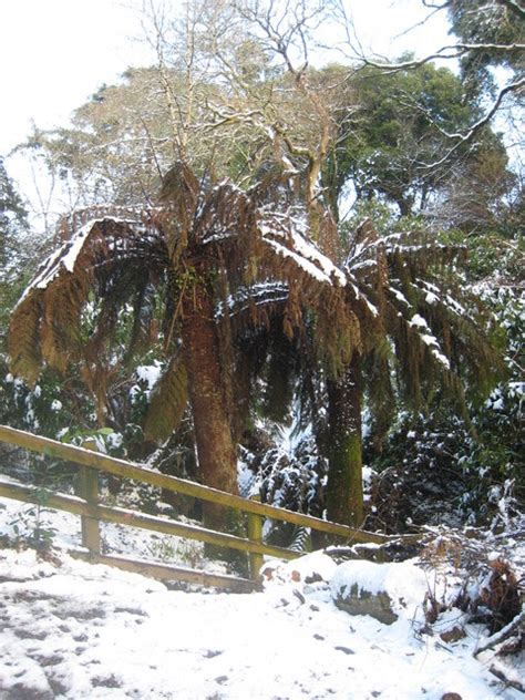dicksonia antarctica tree ferns in the © rod allday