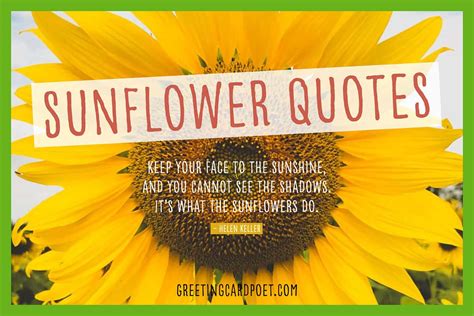 sunflower quotes  find light  spread happiness