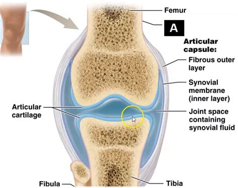 structure   synovial joint labeled