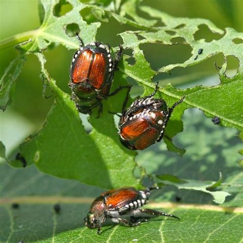 rid  japanese beetles planet natural