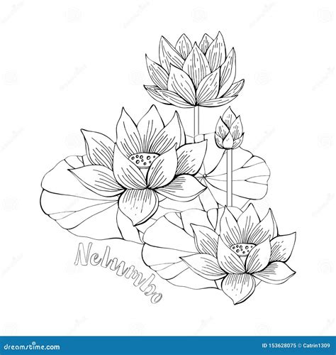 coloring pages  lotus flowers zentangle illustrations  kids