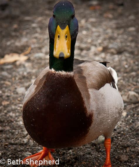 duck duck duck