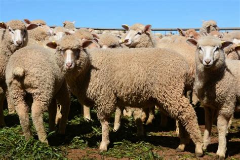 lot 456 208 mixed sex store lambs auctionsplus