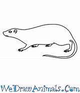 Arboreal Rodent Coloring Rat Spiny Draw 73kb 350px Drawings Tutorial Print sketch template